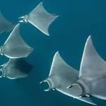 Cocon Lumineux Proche De La Fortifiée Et De Nausicaa Boulogne-sur-Mer